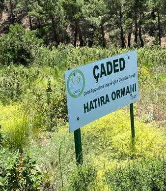Reforestation 10a