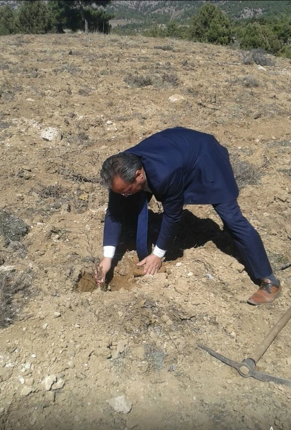Reforestation 6