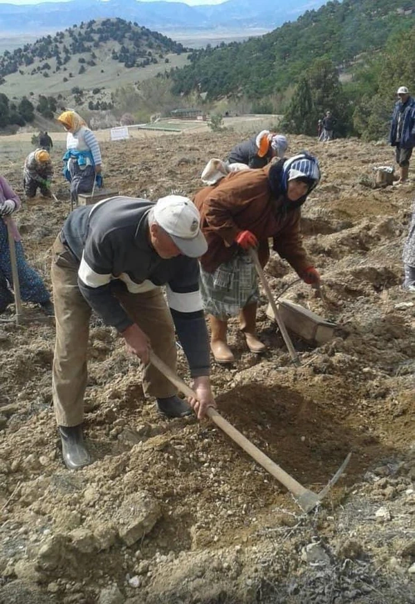 Planting saplings